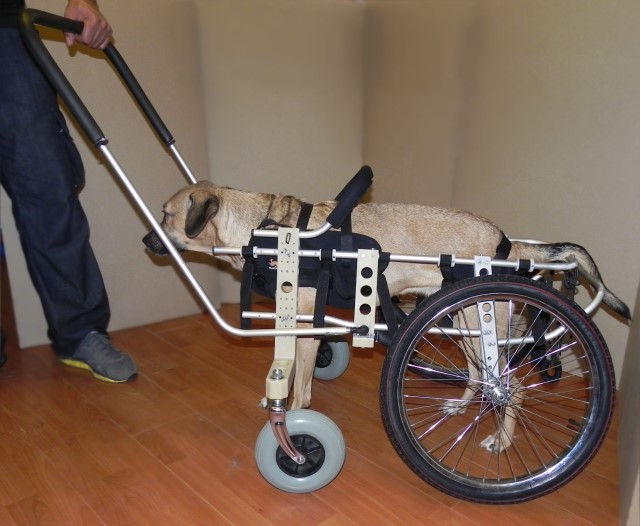 Инвалидные коляски Dog wheelchairs